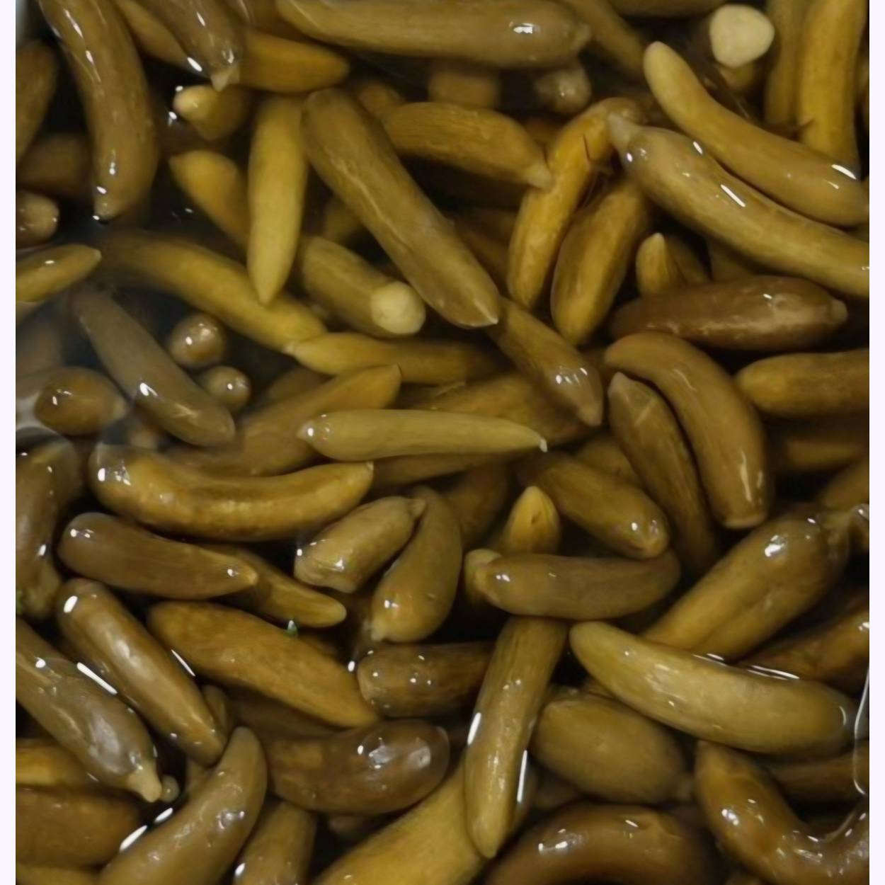 خیارشور 1